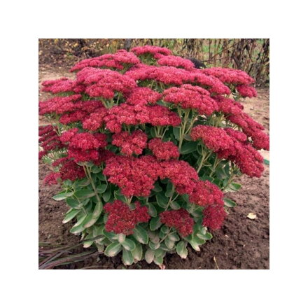 rozchodník sedum Herbstfreude 20/30
