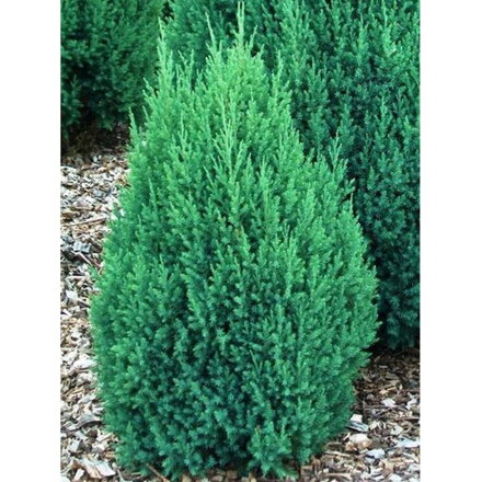 Borievka - Juniperus stricta 50/60