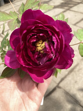 Pivonka drevitá  - paeonia  pivonia 