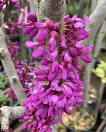 Judášovec - cercis canadiens