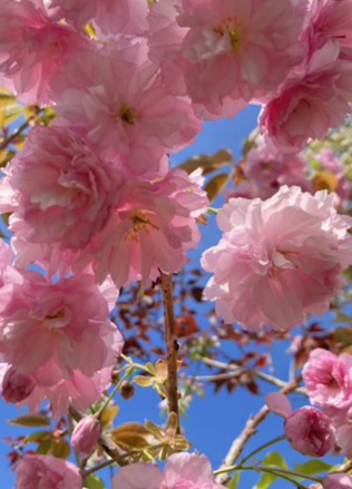 Prunus serulata-Kanzan Čerešňa ozdobná  160/200