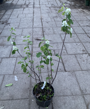 Muchovník - Amelanchier Krasnojarskaja 