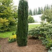 Tis obyčajný taxus baccata Fastigiata  140/160