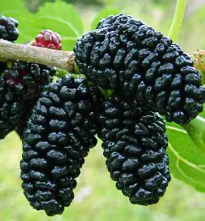 Moruša Trnavská veľkoplodá 180/200