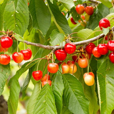 čerešňa Vega /Gisela5 , 130/150 3-ročná