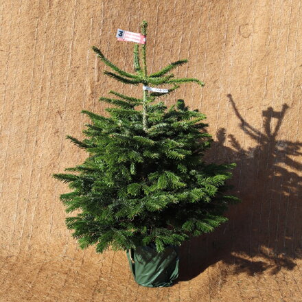 abies Normandiana 100/125 kont.