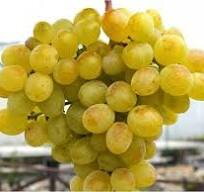 Vinič stolový Vostorg rezistentný