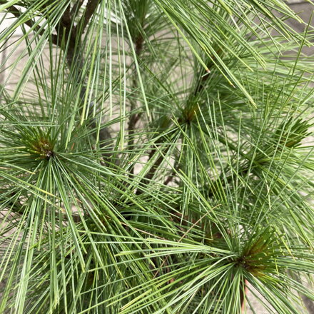 Pinus schwerini Wiethorst 20/30 