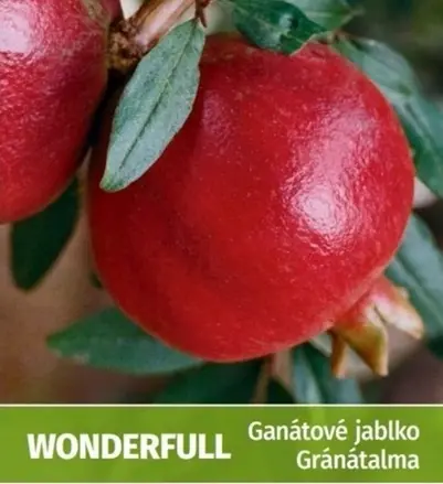 Granátové jablko- Punica Granatum Wonderful 130/150