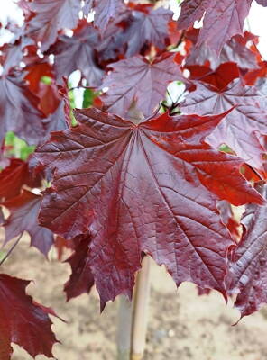 Javor-acer platanoides Purple Globe 180/200