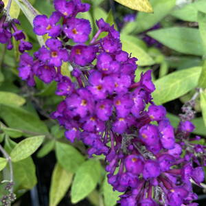 Budleja Davidii - Gold Drop