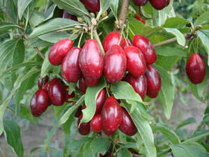 cornus mas drieň Record 40/60