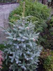 Abies Pinsapo Glauca 40/50- jedľa španielska