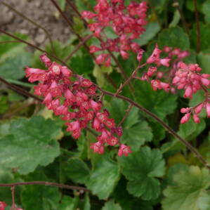 Heuchera