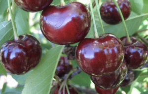 Čerešňovišňa 140/160, 2-ročná kontajner