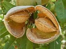 mandľa Tuono prunus Dulce 120/140 samoopelivá