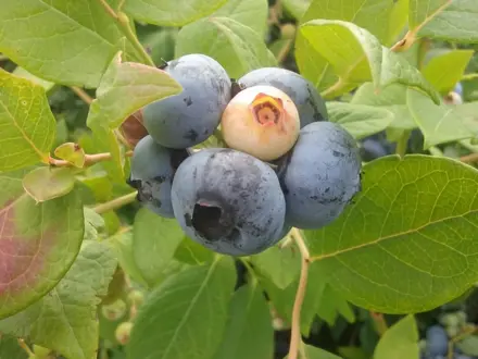 čučoriedka veľkoplodá Gupton plodiaca stredne neskorá