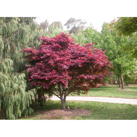 Acer atropurpureum 140/160 javor japonský