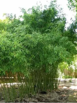Bambus phylostachys Aurea 180/200