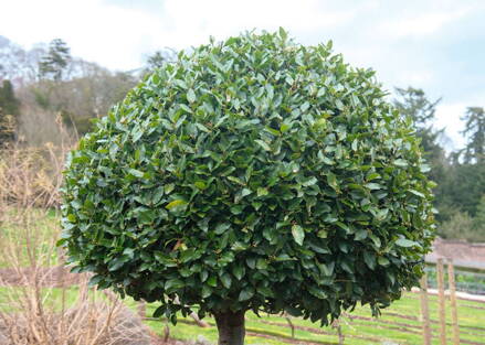Bobkový list na kmienku. laurus nobilis 100/120