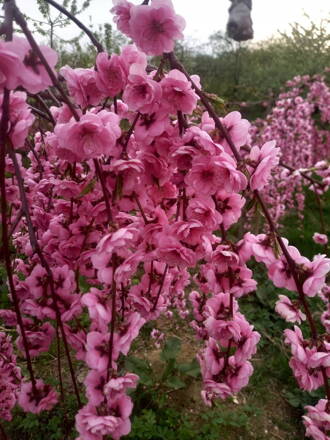 broskyňa previslá Pink Cascade 120/150