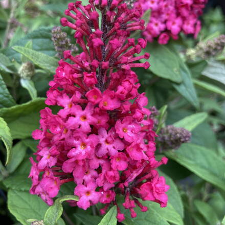 Budleja Davidii - Ruby Little