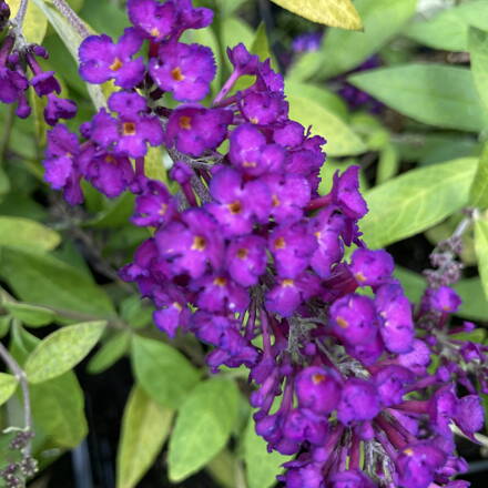 Budleja Davidii - Gold Drop