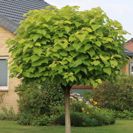 Catalpa bignonioides Nana 160/180 