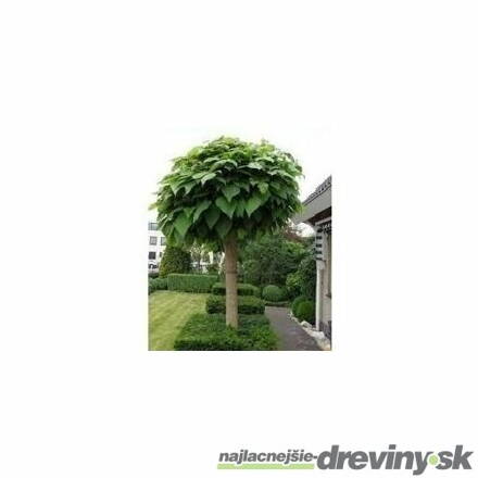 Catalpa bignoides Nana katalpa 200/220 