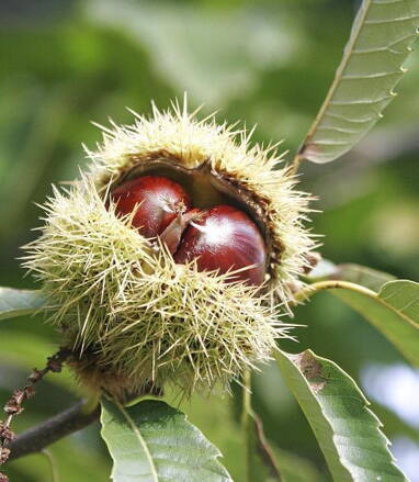 Casatanea sativa Lyon- gaštan samoopelivý Lyon 100/120