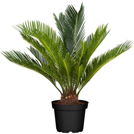 Cykas japonský -Cycas Revoluta 100/120