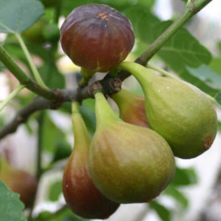 Ficus carica figa Dalmatia 40/50 s plodmi 
