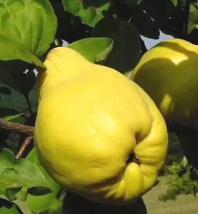 Dula hrušková Reas Mammoth 140/160