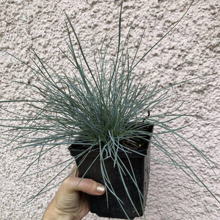 Kostrava sivá - Festuca glauca