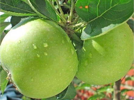 Jabloň Granny Smith M26-130/150