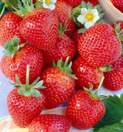 jahody Ostara stálorodiace pack.10