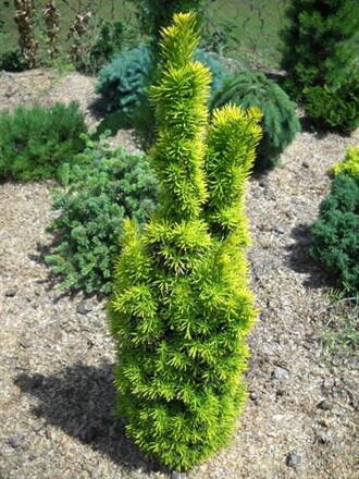 taxus baccata -Davidi 50cm