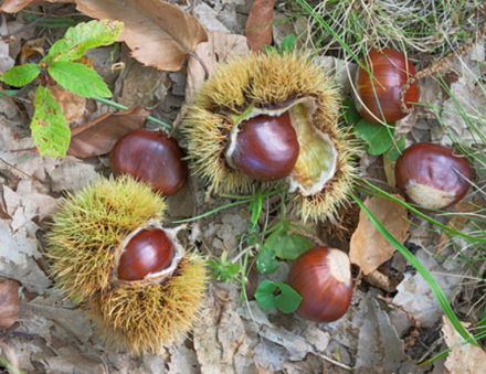 gaštan jedlý - castanea sativa Bouche de Betizac 80/100