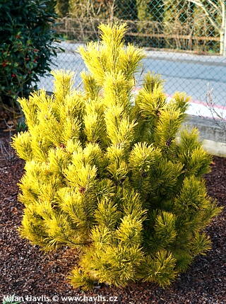 pinus mugo Golden Glow 20/30