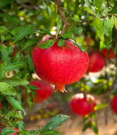 granátové jablko Parfianka 140/160