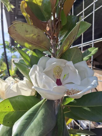Magnolia grandiflora Gallisoniensis 120/150