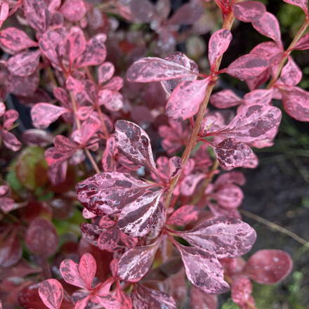 Dráč berberis Harlequin