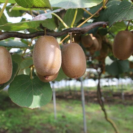 Kiwi (Actinidia deliciosa) ´HAYWARD´ - výška 120-150 cm, kont.13x13(-18°C)