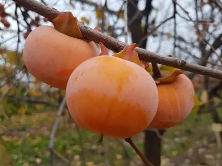 hurmikaki Takura- Virginiana -30st.C samoopelivé