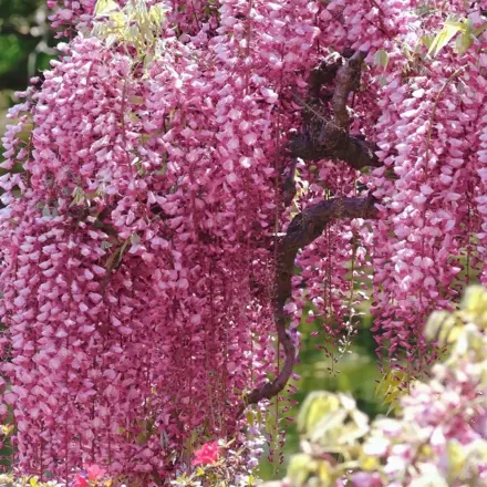Wisteria sinensis Rosea 160/180