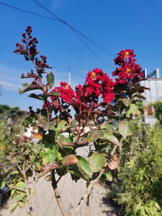 Lagerstroemia indica Myrtha 160/180 km.8-10