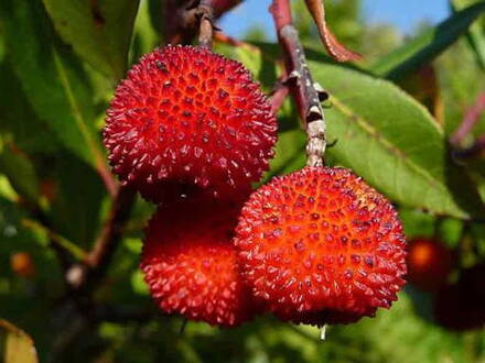 Jahodový strom - Arbutus unedo corbezzolo mrazuvzdorný 50cm