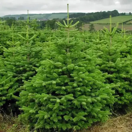 Abies Normandiana 150/175 jedľa Kaukazská kont.