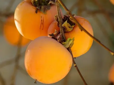 Hurmikaki Vanilla 140/160 voľnok.