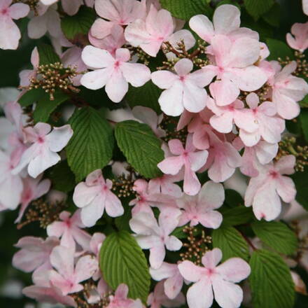 kalina japonská Pink Beauty stromček 120/140